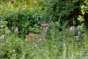 White tailed doe peeking out of the wildflowers 