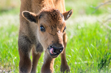 Young Bison calf close up filling the frame