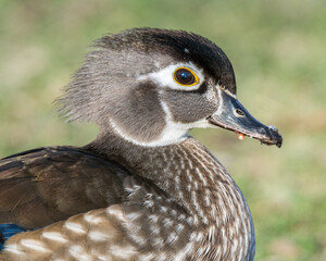 A hen wood duck close up portrait 