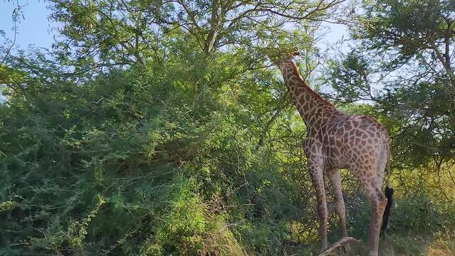 South African Giraffe Eating Leaves from Tree in Africa. 