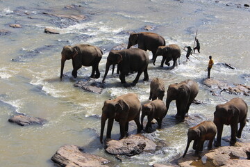 Fototapeta na wymiar south east asia sri lanka elephants