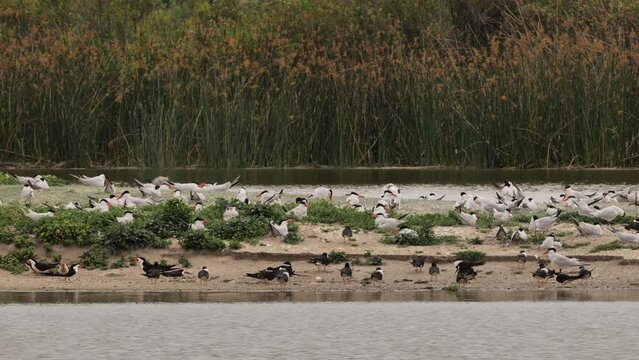 Bird Island at San Joaquin Wildlife Sanctuary. Colony of rynchops and terns. California (USA).