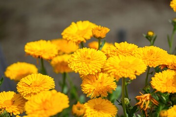 ひっそりと咲く満開の鮮やかな黄色いキンセンカ