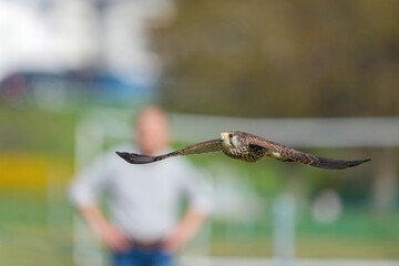 街中の公園で懸命に子育てをする繁殖期のチョウゲンボウ メス