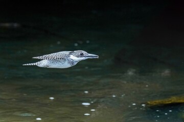 清らかな渓流をバックに颯爽と飛ぶヤマセミ
