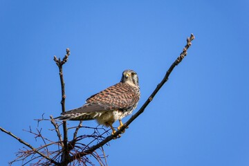青空バックにつかの間の休憩をする子育て中のチョウゲンボウ メス