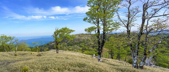 青空バックに見る新緑に囲まれた大台ヶ原山の春のパノラマ情景