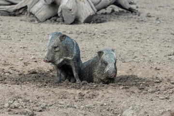 Pecari or javelina or skunk pigs in the Parque Zoologico Lecoq in the capital of Montevideo in Uruguay. - obrazy, fototapety, plakaty