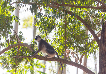 Monkey on Sri Lanka