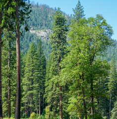 Fototapeta na wymiar Green trees at Yosemite National Park
