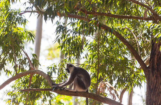 Monkey on Sri Lanka