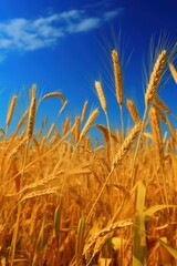 Obraz premium Spikelets of golden wheat against the blue sky. AI generation 