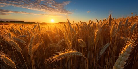 Field of golden wheat against the background of the morning sun. AI  generation  - obrazy, fototapety, plakaty