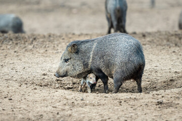 Pecari or javelina or skunk pigs in the Parque Zoologico Lecoq in the capital of Montevideo in Uruguay.