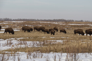 Plains Bison in a Melting Snowfield