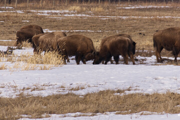 Plains Bison in a Melting Snowfield