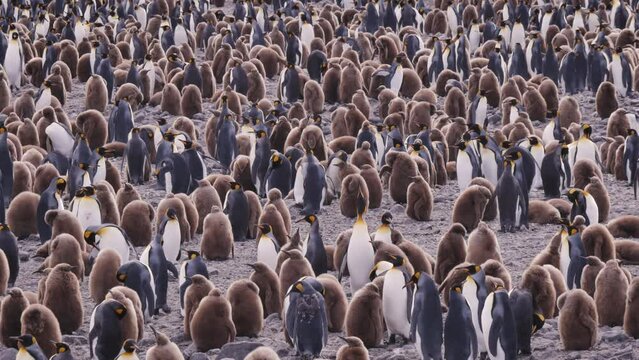 Tight shot of colony of King Penguins, Salisbury Plain, South Georgia
