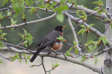 robin resting on a branch