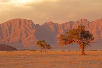 Fototapeta na wymiar Namib desert landscape at sunset with rugged mountains and thorn trees, Namibia.