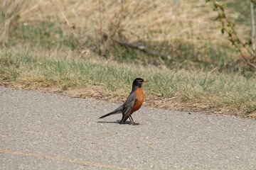 Robin On The Ground