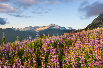 Mountains meadow