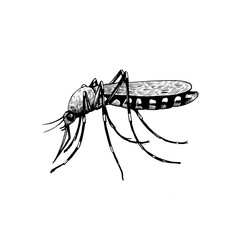 Mosquito isolated on white background. Black and white illustration. Hand drawn sketch in engraving style.