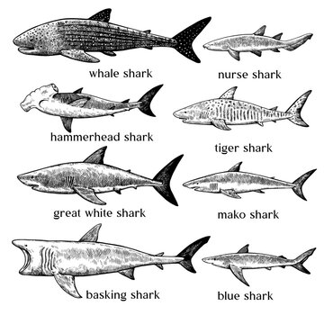 Types of sharks. Big set of hand drawn illustrations in retro engraving style. Great white shark, tiger shark, hammerhead shark and other sea predators.