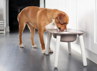 Dog eating from feeding station in kitchen. Cute puppy dog standing behind elevated dog bowl with...