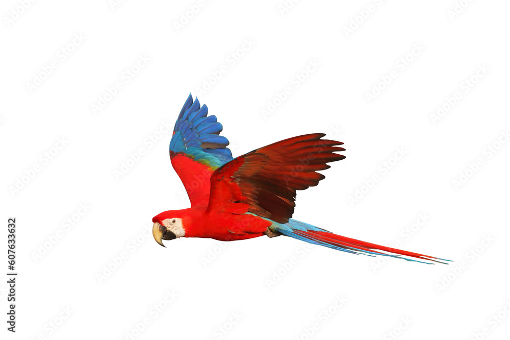 Wall mural Colorful flying parrot isolated on transparent background png file