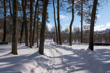 View of the snow-covered alley in the Alexander Park of Tsarskoye Selo on a sunny winter day,...