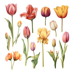 colorful tulips on a white background. Generative AI.