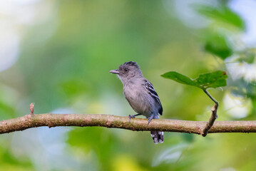 choca da bol&iacute;via