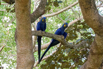 Arara azul grande