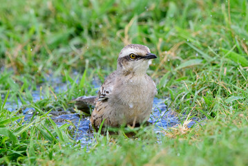 Obraz premium Sabiá do campo