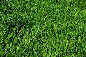 green grass weed plant nature landscape