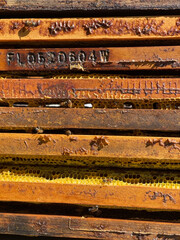 Honeybees on brood frames in a beehive