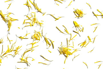 On a white background lie small leaves of a yellow dandelion flower.