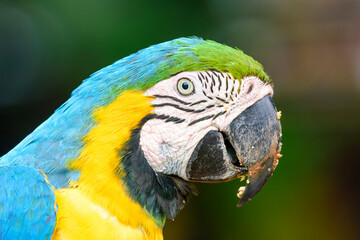 fotos de natureza pantanal brasil