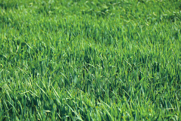 green grass weed plant nature landscape