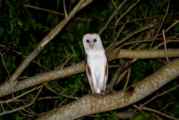 fotos de natureza pantanal brasil