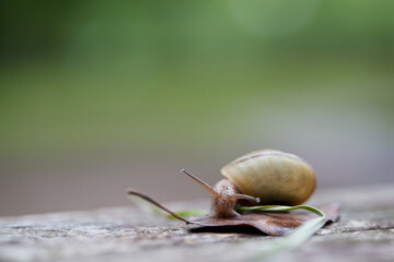 初夏の公園の可愛いカタツムリの様子