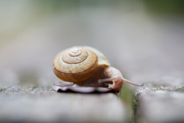 初夏の公園の可愛いカタツムリの様子
