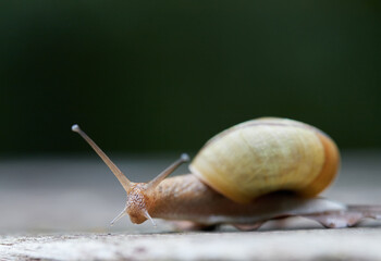 初夏の公園の可愛いカタツムリの様子