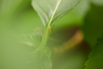 初夏の紫陽花の葉っぱと可愛い虫のマクロ写真