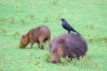 fotos de natureza pantanal brasil
