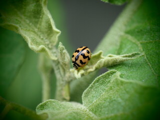 Tiger-striped ladybugs clinging to leaves