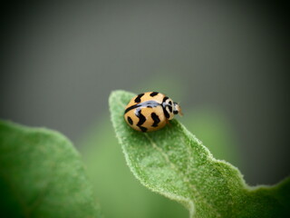 Tiger-striped ladybugs clinging to leaves