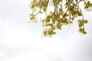 Fototapeta na wymiar Minimalist White Flowers in Bloom