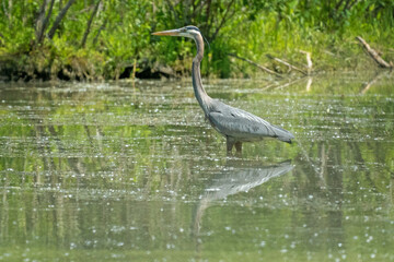 Blue Heron Bird In Water