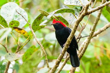 fotos de natureza pantanal brasil